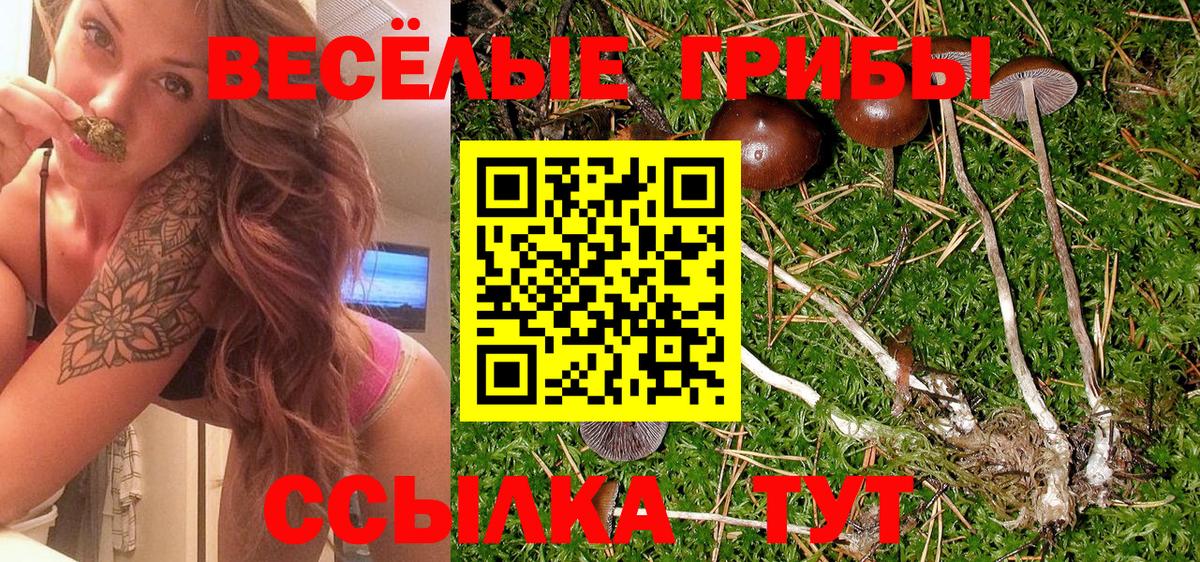 Кандалакша  Галлюциногенные грибы Psilocybe  Вход с VPN 